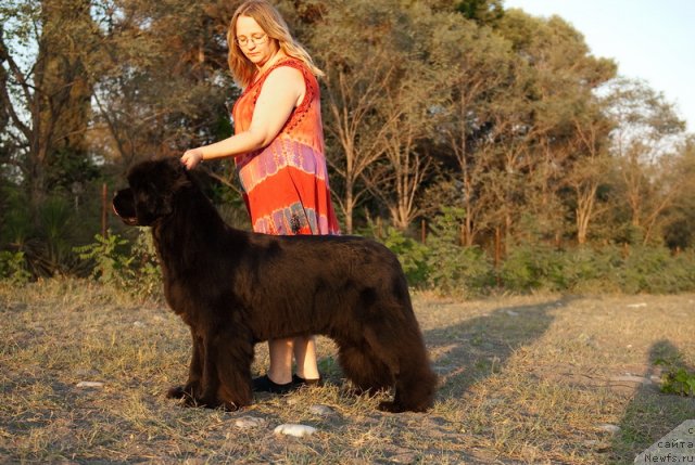 Фото: ньюфаундленд Сент Джонс Роуз фо Ми (Sent Djons Rose for Me)