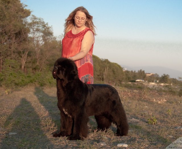 Фото: ньюфаундленд Сент Джонс Роуз фо Ми (Sent Djons Rose for Me)