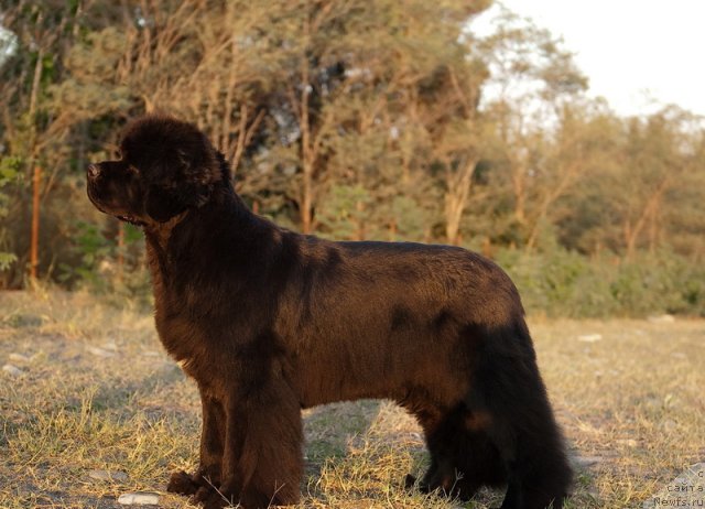 Фото: ньюфаундленд Сент Джонс Роуз фо Ми (Sent Djons Rose for Me)