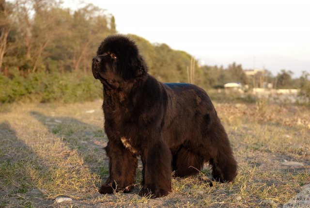 Фото: ньюфаундленд Сент Джонс Роуз фо Ми (Sent Djons Rose for Me)