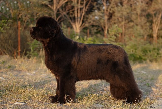 Фото: ньюфаундленд Сент Джонс Роуз фо Ми (Sent Djons Rose for Me)