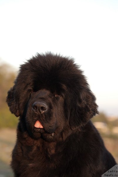 Фото: ньюфаундленд Сент Джонс Роуз фо Ми (Sent Djons Rose for Me)