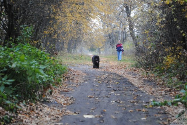 Фото: ньюфаундленд Славянка с Берега Дона (Slavjanka s Berega Dona), Елена Бобнева