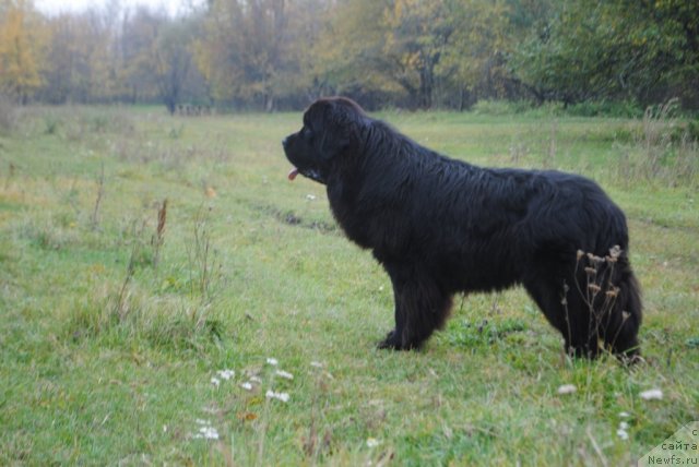 Фото: ньюфаундленд Славянка с Берега Дона (Slavjanka s Berega Dona)