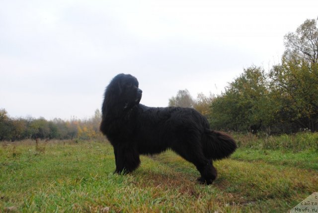 Фото: ньюфаундленд Славянка с Берега Дона (Slavjanka s Berega Dona)