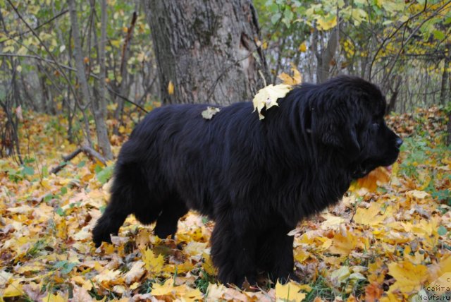 Фото: ньюфаундленд Славянка с Берега Дона (Slavjanka s Berega Dona)