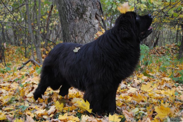 Фото: ньюфаундленд Славянка с Берега Дона (Slavjanka s Berega Dona)