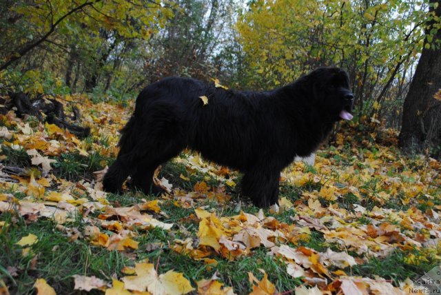 Фото: ньюфаундленд Славянка с Берега Дона (Slavjanka s Berega Dona)
