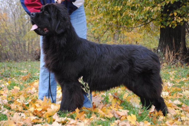 Фото: ньюфаундленд Славянка с Берега Дона (Slavjanka s Berega Dona)