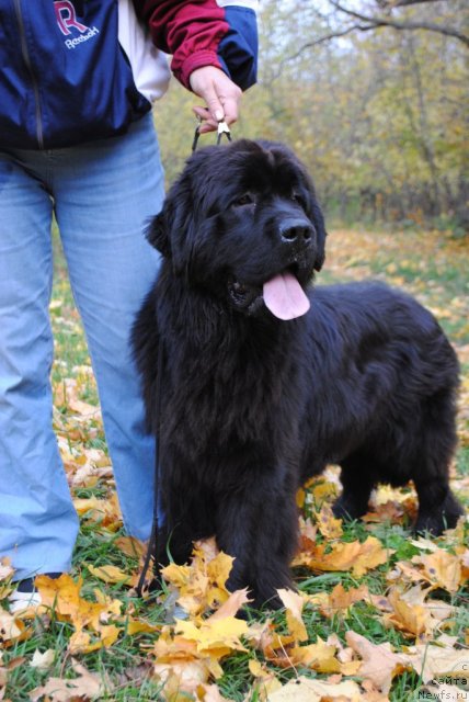 Фото: ньюфаундленд Славянка с Берега Дона (Slavjanka s Berega Dona)