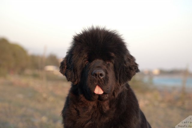 Фото: ньюфаундленд Сент Джонс Роуз фо Ми (Sent Djons Rose for Me)