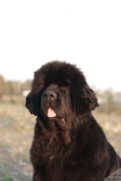 Фото: ньюфаундленд Сент Джонс Роуз фо Ми (Sent Djons Rose for Me)