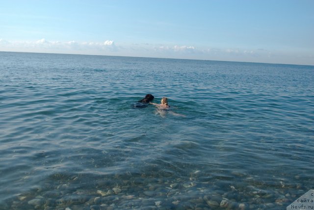 Фото: ньюфаундленд Сент Джонс Роуз фо Ми (Sent Djons Rose for Me)