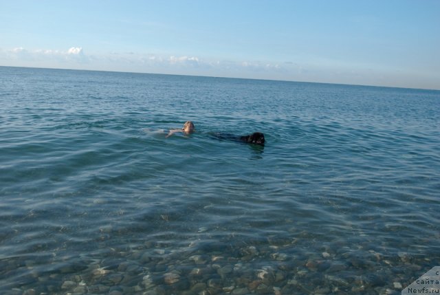 Фото: ньюфаундленд Сент Джонс Роуз фо Ми (Sent Djons Rose for Me)