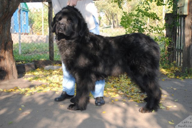 Фото: ньюфаундленд Ювентус из Антаграда