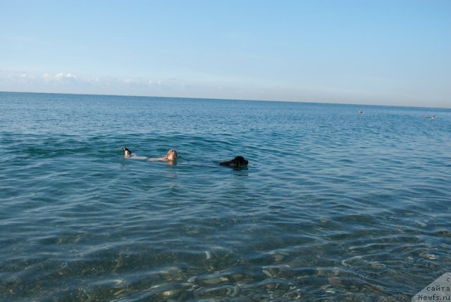 Фото: ньюфаундленд Сент Джонс Роуз фо Ми (Sent Djons Rose for Me)