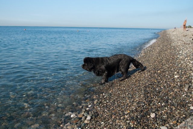 Фото: ньюфаундленд Сент Джонс Роуз фо Ми (Sent Djons Rose for Me)