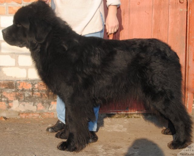 Фото: ньюфаундленд Ювентус из Антаграда