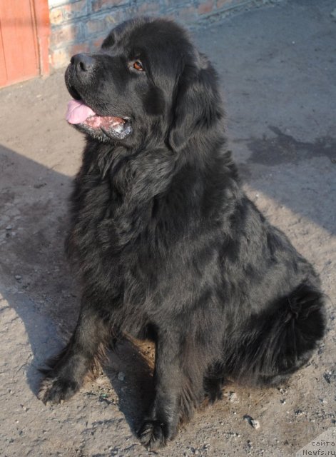 Фото: ньюфаундленд Ювентус из Антаграда