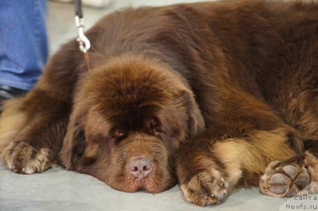 Фото: ньюфаундленд Aetna vom Riesrand