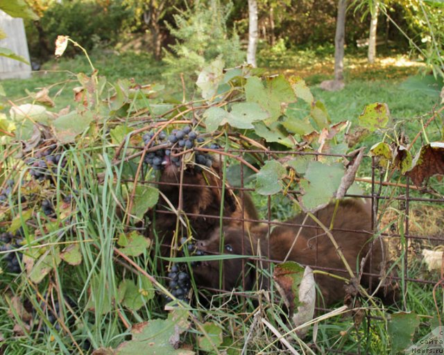 Фотография № 79239