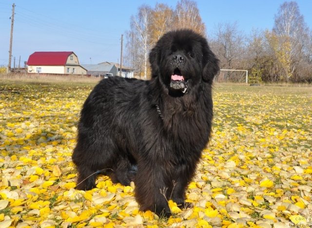 Фото: ньюфаундленд Данс Мемори Фьюджан Риф