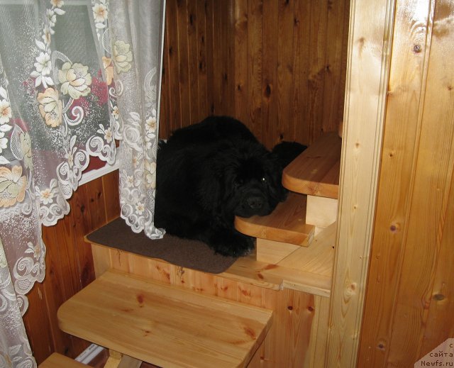 Фото: ньюфаундленд Питерньюф Чупа-Чупс