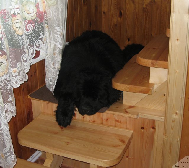 Фото: ньюфаундленд Питерньюф Чупа-Чупс