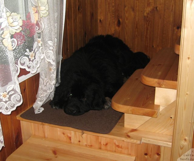 Фото: ньюфаундленд Питерньюф Чупа-Чупс