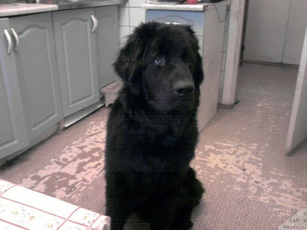 Фото: Уильер Рыцарь Камелота