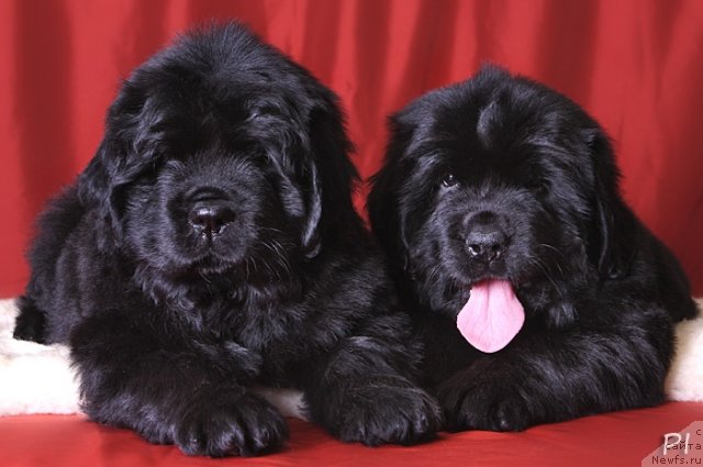 Фотография № 79257