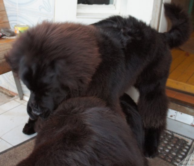 Фотография № 79267