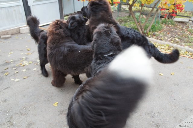 Фото: ньюфаундленд Оливрико Аватар (Olivriko Avatar), ньюфаундленд Оливрико Аврора (Olivriko Avrora), ньюфаундленд Зардалла (Zardalla)