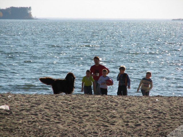 Фото: ньюфаундленд Исполин из Царства Медведей