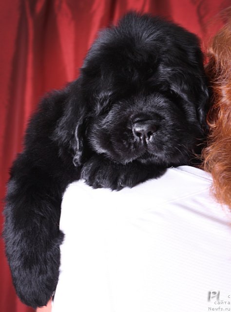 Фото: ньюфаундленд Вом Ватерфалл Лэнд Ай Петри (Vom Waterfall Land Ay Petri)