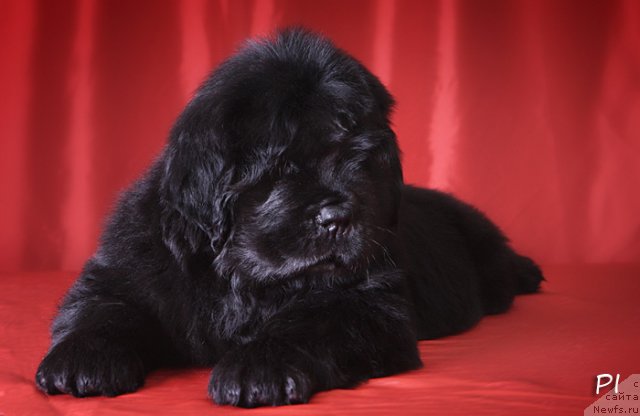 Фото: ньюфаундленд Вом Ватерфалл Лэнд Ай Петри (Vom Waterfall Land Ay Petri)