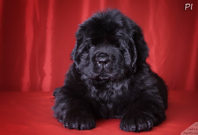 Фото: ньюфаундленд Вом Ватерфалл Лэнд Ай Петри (Vom Waterfall Land Ay Petri)