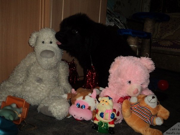 Фото: Питерньюф Мата Хари