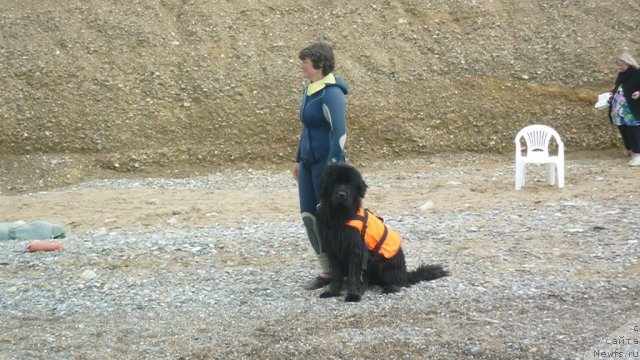 Фото: ньюфаундленд Смигар Гордон-Феллоу (Smigar Gordon Fellow), Наталия Михайлова