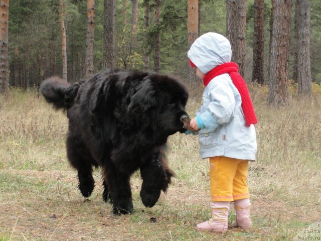 Фото: ньюфаундленд Жемчужина Сибири от Марлеон Дусвик, Ева