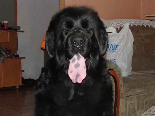 Фото: ньюфаундленд Жемчужина Сибири от Марлеон Дусвик