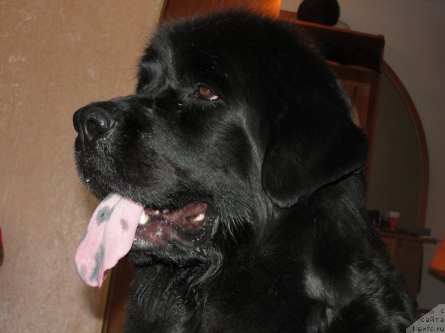 Фото: ньюфаундленд Жемчужина Сибири от Марлеон Дусвик