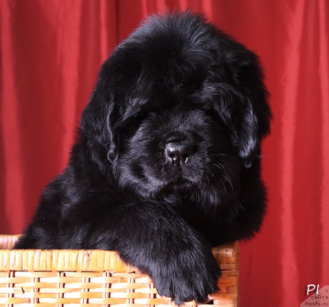 Фото: кобель от, ньюфаундленд Жолли Вандерфулл из Медвежьего Яра (Zholli Wonderfull iz Medvejyego Yara)