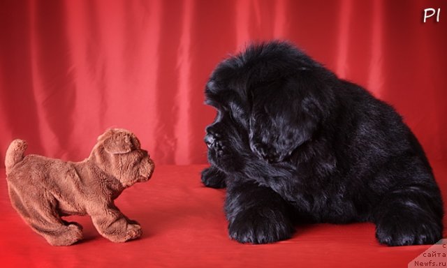 Фото: ньюфаундленд Вом Ватерфалл Лэнд Ай Петри (Vom Waterfall Land Ay Petri)