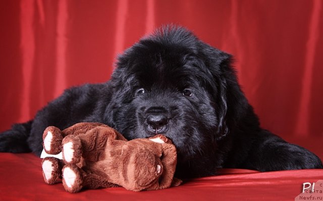Фото: ньюфаундленд Вом Ватерфалл Лэнд Ай Петри (Vom Waterfall Land Ay Petri)