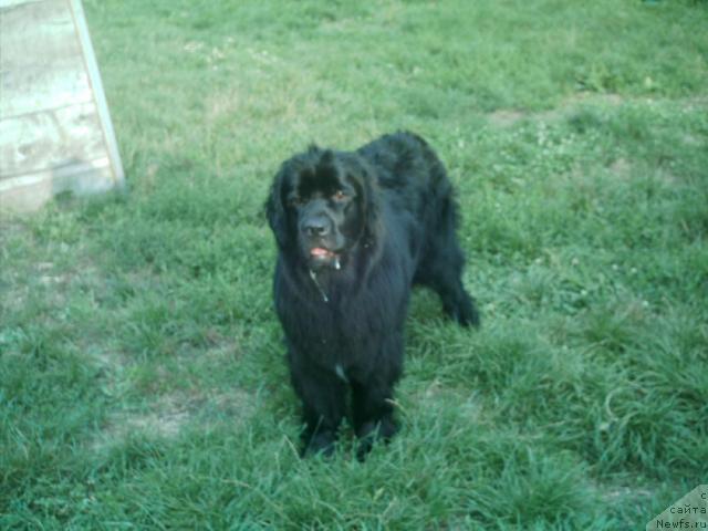 Фото: ньюфаундленд Малина Сладкая от Сибирского Медведя (Malina Sladkaya ot Sibirskogo Medvedja)