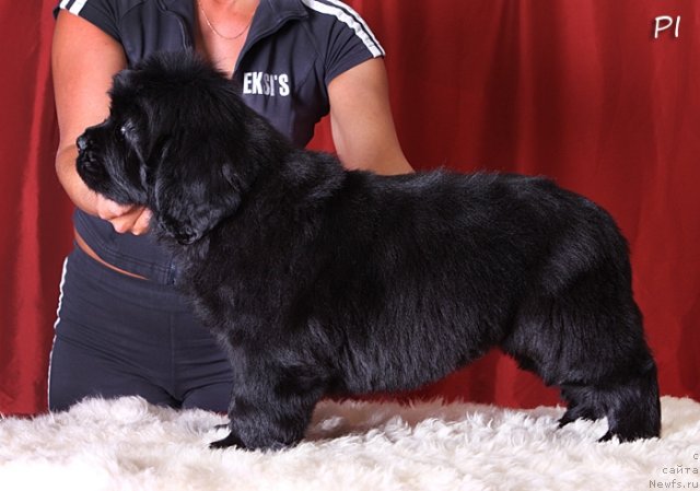 Фото: ньюфаундленд Вом Ватерфалл Лэнд Ай Петри (Vom Waterfall Land Ay Petri)