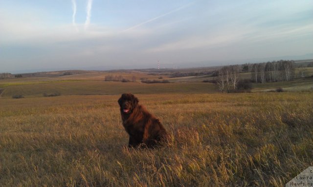 Фото: ньюфаундленд Багряная Осень из Аркаима