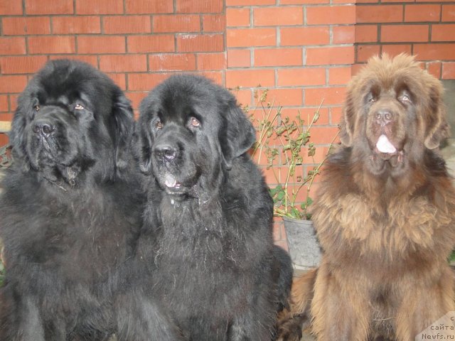 Фотография № 79323