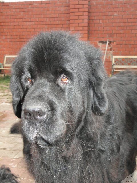 Фото: ньюфаундленд Акин Соул София